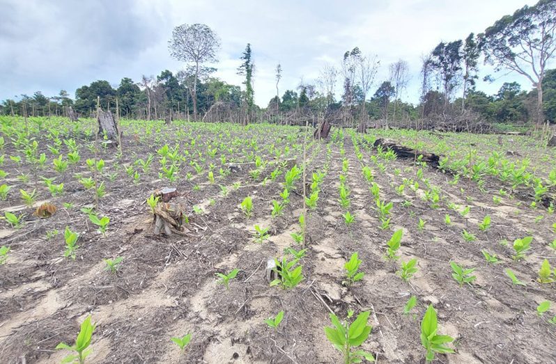 Sections of the cultivated turmeric (Office of the President photos)