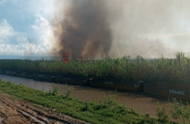 Burning of cane precedes the commencement of the second crop of 2022