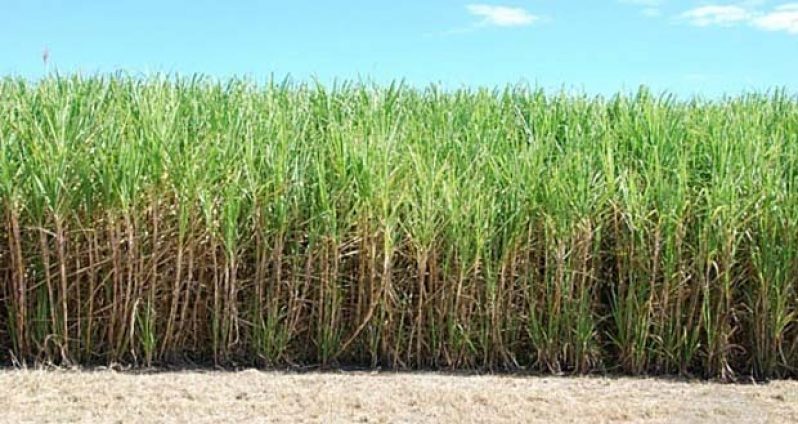 sugar-cane-field