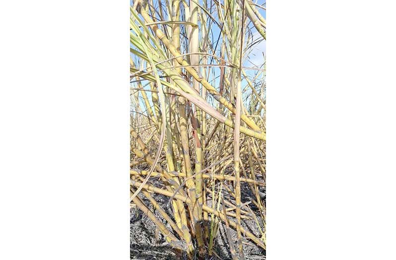 Sugar cane stalks at the Albion Estate