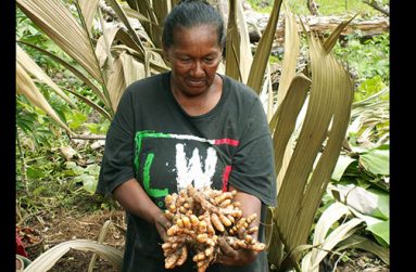 Miss Yvonne Webber of St. Anslem, Barima River, Region One displays her freshly harvested turmeric rhizomes
