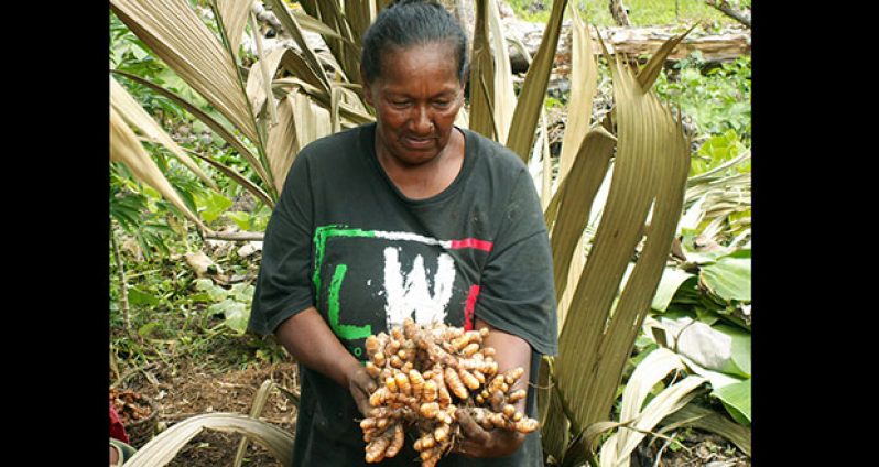 Miss Yvonne Webber of St. Anslem, Barima River, Region One displays her freshly harvested turmeric rhizomes