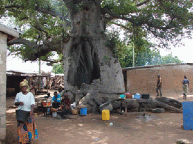 the-baobab-tree