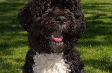 the-first-dog