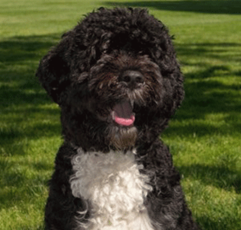 the-first-dog