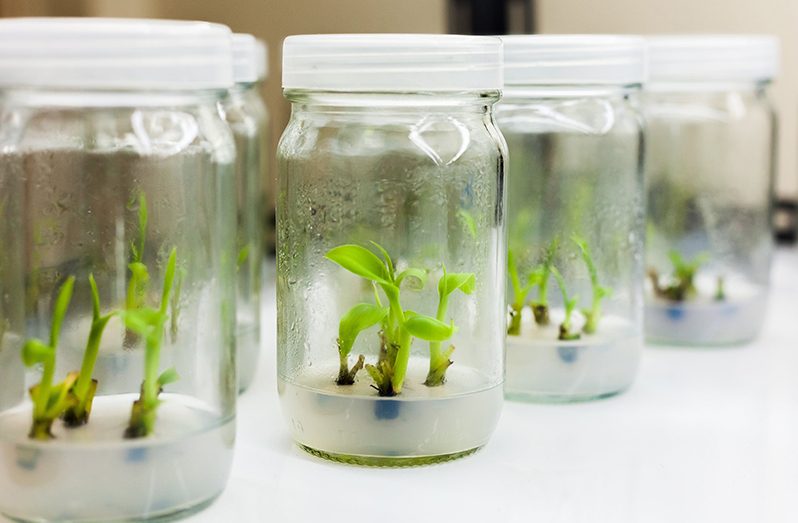 tissue culture research papers 2018