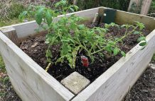 A young tomato plant in one of four boxes (Photo by Francis Quamina Farrier)