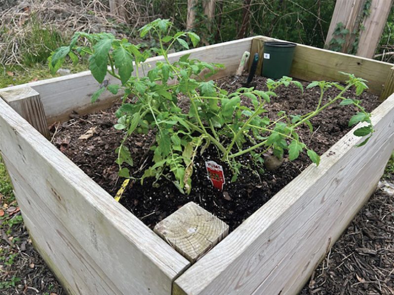 A young tomato plant in one of four boxes (Photo by Francis Quamina Farrier)