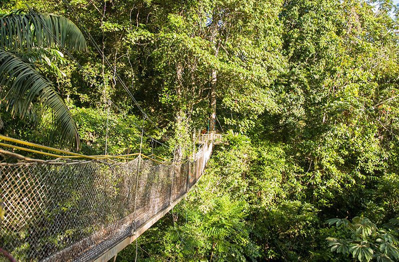 Guyana’s natural assets hold an allure for unique travel and tourism experiences. Pictured is the Canopy Walkway in the Iwokrama forest (Delano Williams photo)