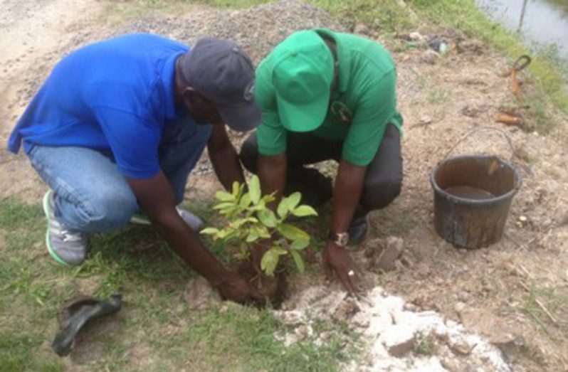 Constituency representative, Pastor Ryan Thomas and NDC Councillor, Peter Livingstone planting one of the trees along First Avenue, Parfaite Harmonie. (DPI/GINA phot)