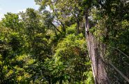 A view of Guyana’s forest from the Iwokrama Canopy Walkway (Delano Williams photo)