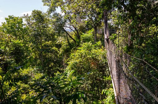 A view of Guyana’s forest from the Iwokrama Canopy Walkway (Delano Williams photo)