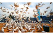 Peace doves fly on the grounds of the historic Hazrat-i-Ali mosque, in the city of Mazar-i-Sharif, Afghanistan. (UN Photo/Helena Mulkerns)