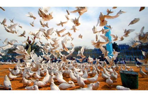 Peace doves fly on the grounds of the historic Hazrat-i-Ali mosque, in the city of Mazar-i-Sharif, Afghanistan. (UN Photo/Helena Mulkerns)