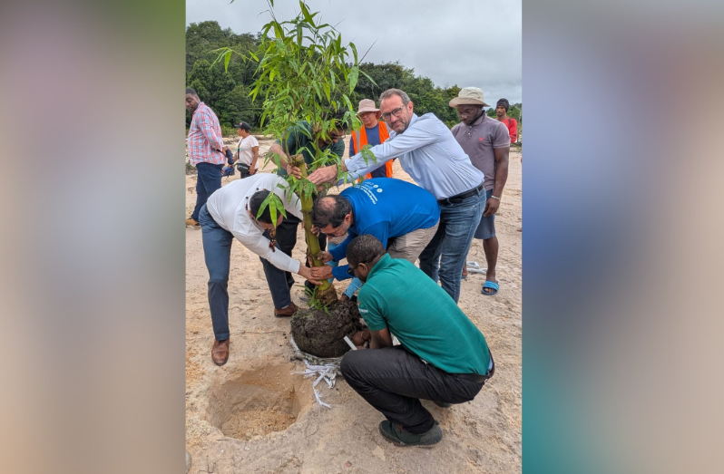 Minister of Natural Resources, Vickram Bharrat, participates in the planting exercise at Coomacka, Region 10