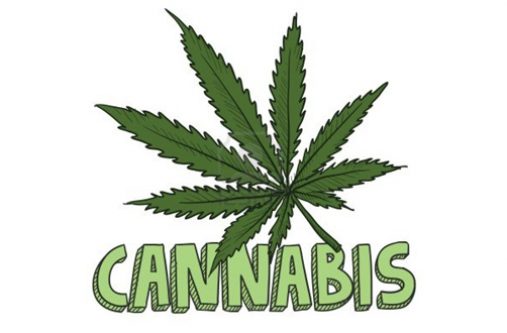 weed-cannabis