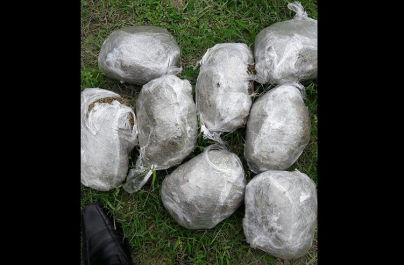 The parcels of cannabis found hidden in a clump of bushes