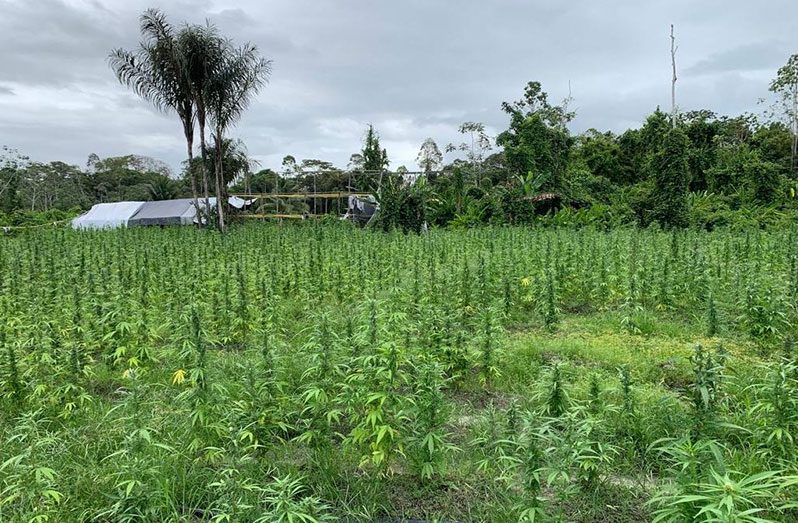 One of the cannabis farms reportedly destroyed by police along the Berbice River