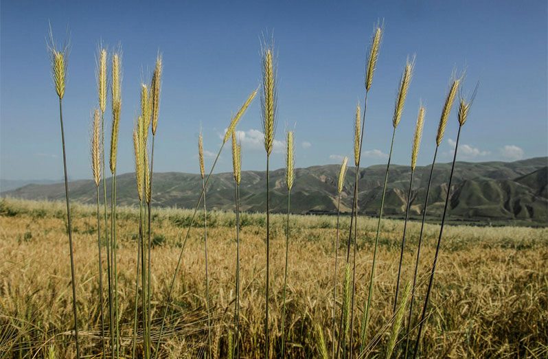 A wheat field in Tajikistan.