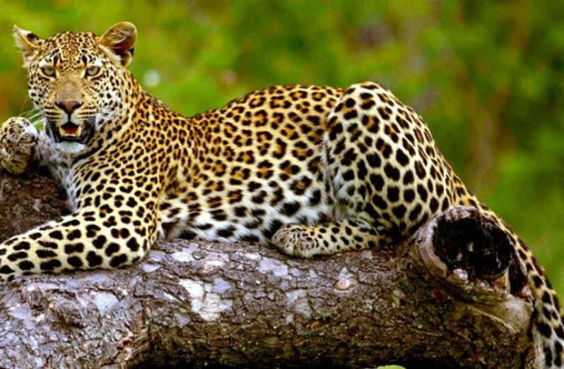 wildlife