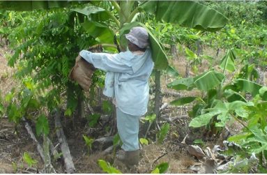 Ayodele Samspon tending to her farm