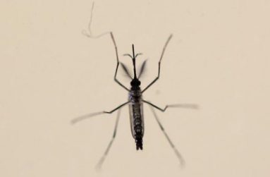 An Aedes aegypti mosquitoe is seen at the Laboratory of Entomology and Ecology of the Dengue Branch of the U.S. Centers for Disease Control and Prevention in San Juan, March 6, 2016.